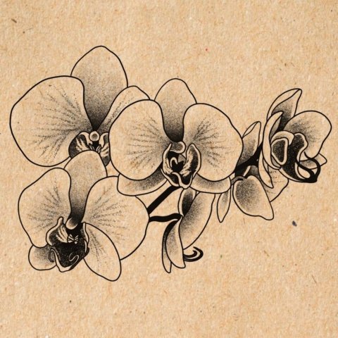 Flash tatouage Normandie orchidée