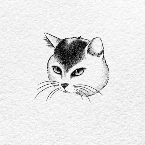 Flash tatouage Normandie chat